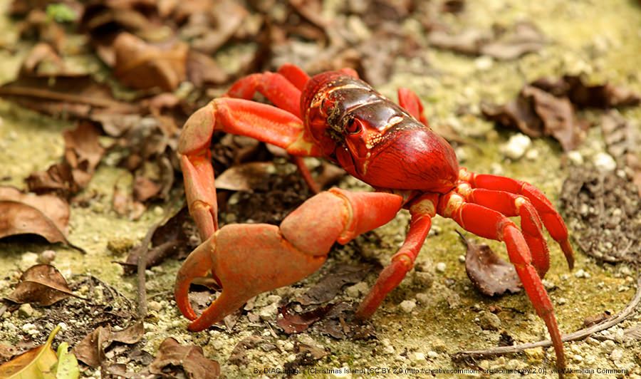 red-crab-christmas-island