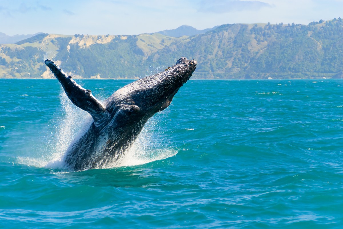 new zealand whale
