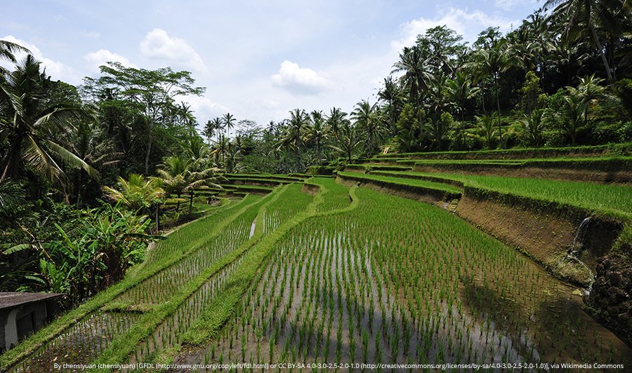 rice-fields-bali